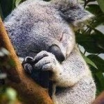 澳大利亚向中国年轻人开放打工度假签证!考拉我来了