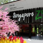 花团锦簇 | 新春版新加坡动物园