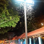 白蚁肆虐新加坡…附解决办法(如何杀白蚊)和神评论
