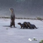 碧山宏茂桥公园有萌物出没:妈妈带可爱小水獭散步~