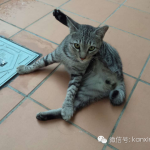 一篇文章科普关于新加坡流浪猫的那些事儿~