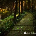 那一夜赴了一场美丽的萤火虫之约