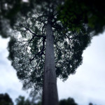 我在新加坡的日子|漂泊,是一条寻找家的路 | 记我住在新加坡组屋的那些日子