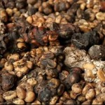 黑暗料理之亚洲区域重口食物盘点:狼蛛,毛蛋,鱼眼,羊鞭…