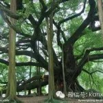 奇葩新加坡:下水道多,下车刷卡,过马路要按钮…