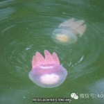 新加坡巴西立公园惊现五颜六色水母,生态也太好了!