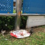 猫妈妈去流浪,两只小猫求收养(附新加坡领养条件)
