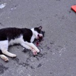 3个月来义顺出现16只流浪猫死亡,各界声讨凶手