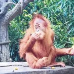 新加坡动物园新任大使,敢情还是皇室范儿的世袭制