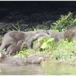 碧山水獭又生了五个小宝宝,肉嘟嘟蠢萌视频