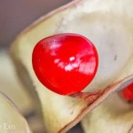 红豆生南国。情人节,我们在新加坡说一说相思豆