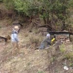 团购|从云南深山来到新加坡,1年只产2千kg的野生蜂蜜