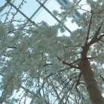 盛开在赤道的樱花@滨海湾花园。最后一周倒计时