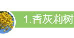 一草一木总关情,李光耀“钦点”的六种树木