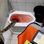 胆小勿入:泰国男蹲马桶差点儿被蟒蛇咬掉命根子!