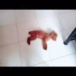 萌宠泰迪和逗逼小女主的三两事