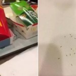 吃完麦当劳汉堡发现盒里有蠕虫,一大堆,还在动