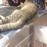 日本的猫站长来新加坡了?瞬间成网红!