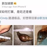 在新加坡常见的这种大蜗牛你知道来头吗,有毒