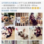 新加坡第一家狗狗咖啡店,萌萌哒就在武吉士