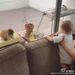 实战经验 | 把兔兔从新加坡带到中国(其他宠物也行)