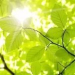 那年,那树,那些回忆