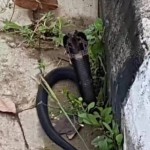 新加坡市中心惊现眼镜蛇,什么情况!