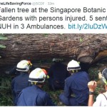 新加坡植物园大树倒塌,已造成1人死亡,4人受伤