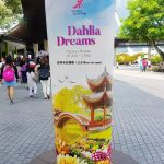 滨海湾花园新春花展,3千大丽花齐绽放,不容错过