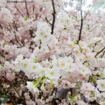 一期一会,在新加坡也能看到23种樱花!
