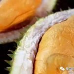 新加坡每日400斤免费榴梿等你吃!快去抢手慢无