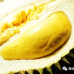 新加坡榴莲2元一个,还有免费的!(内附地址)
