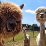 【新西兰】网红导游+纽西兰航空大促,8天7晚一起畅游纯净南岛!