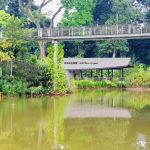 遛娃、聚餐、凹造型,新加坡植物园新景观全搞定!