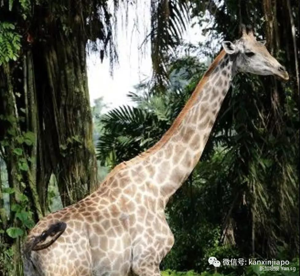 新加坡动物园唯一的雌性长颈鹿，难产48小时后死亡- 新加坡眼