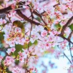 【樱花季】2019日本的樱花雨,你不能再错过啦!东京大阪线 vs 北海道线 2选1