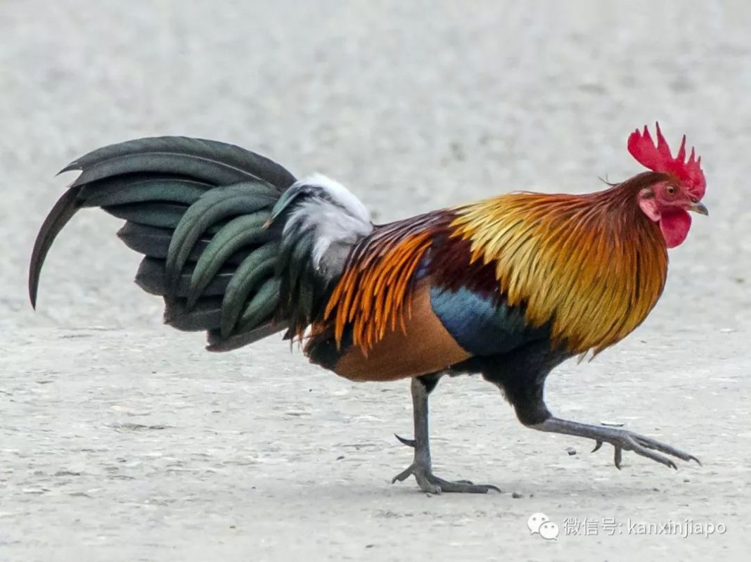 禽类自然家禽公鸡矮脚鸡摄影图配图高清摄影大图-千库网