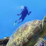 新加坡人常去的这两个度假岛,终于又开放啦~