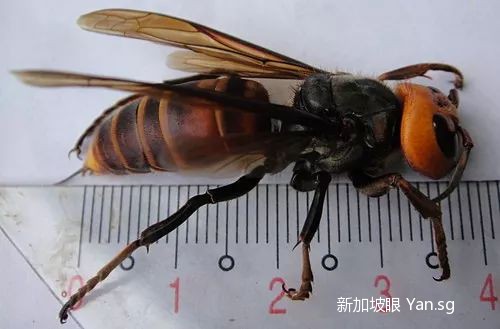 新加坡男子捡榴梿遇毒蜂丧命