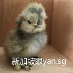 有人在新加坡组屋养鸡、养鸭,被曝光了……