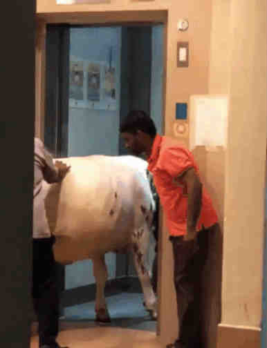 牛塞進新加坡組屋電梯