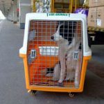 中国人定居新加坡后,怎么将爱犬接身边?