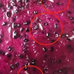 新加坡火龙果中频频出现的“白虫”究竟是啥?