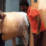 3名男子把牛塞进新加坡组屋电梯!是想干啥?
