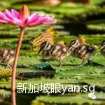 萌翻了!新加坡滨海湾树鸭组团压马路……