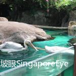 新加坡动物园鹈鹕生死离别,令人泪目