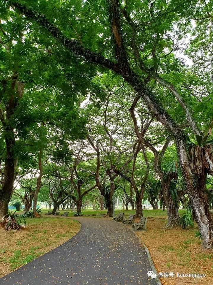 新加坡超小众的公园里，藏着密林与大海……