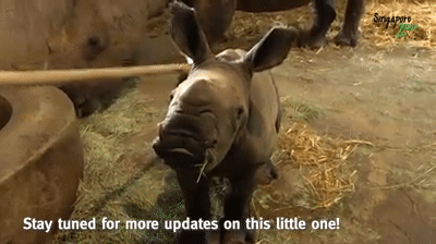 萌翻全世界,新加坡動物園迎來“愛刷牙”的白犀牛寶寶