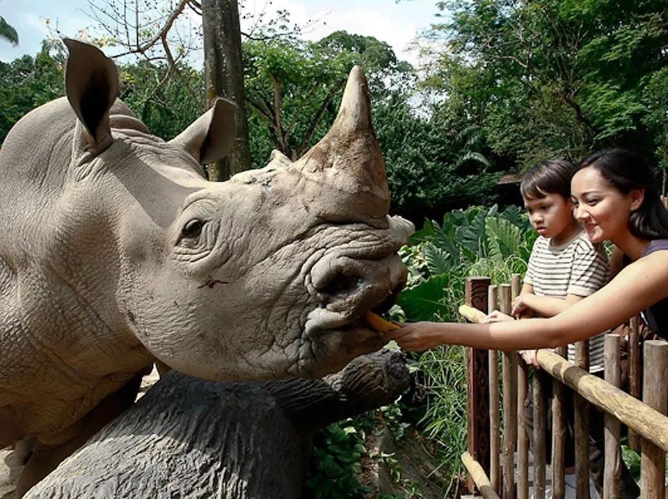 萌翻全世界，新加坡动物园迎来“爱刷牙”的白犀牛宝宝