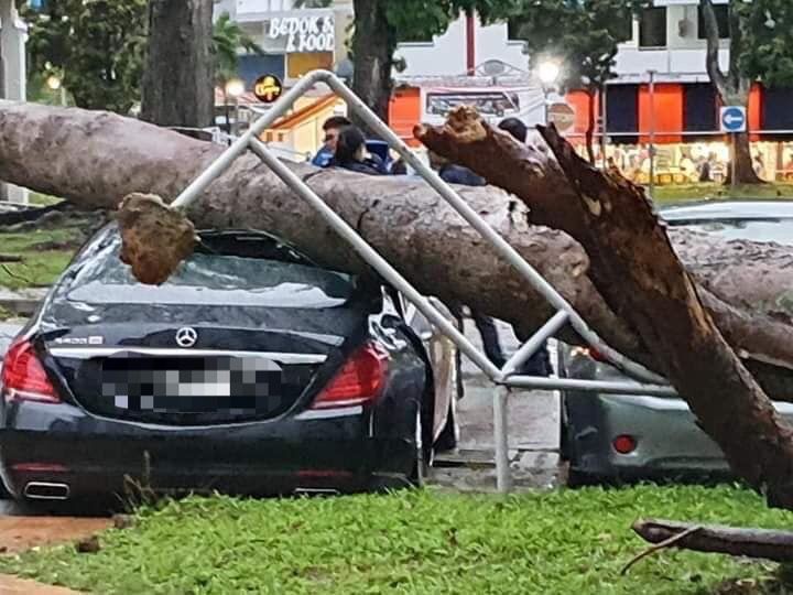 新加坡15米大树暴风雨中倒下，砸烂豪华奔驰车